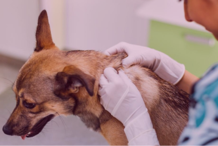 veterinaria CV Alex servicios dermatología